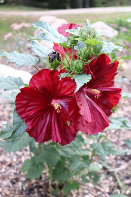 Hibiscus moscheutos 'Robert Fleming' - ibišek bahenní - květy (2)